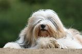 TERRIER DU TIBET 221